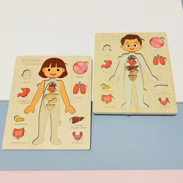 DIDACTICO CUERPO HUMANO CHICO