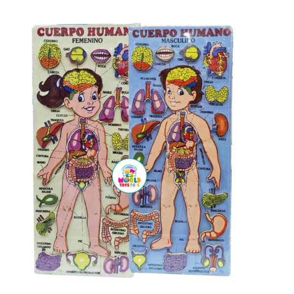 ENCAJE DE MADERA CUERPO HUMANO