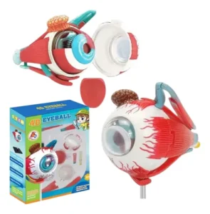 ANATOMIA DEL GLOBO OCULAR - Imagen 2