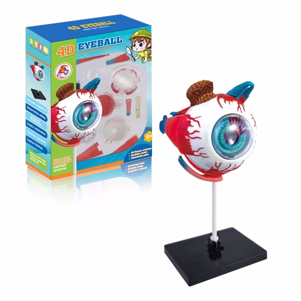 ANATOMIA DEL GLOBO OCULAR