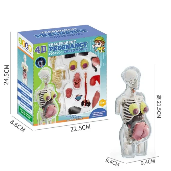 CUERPO HUMANO EMBARAZADA